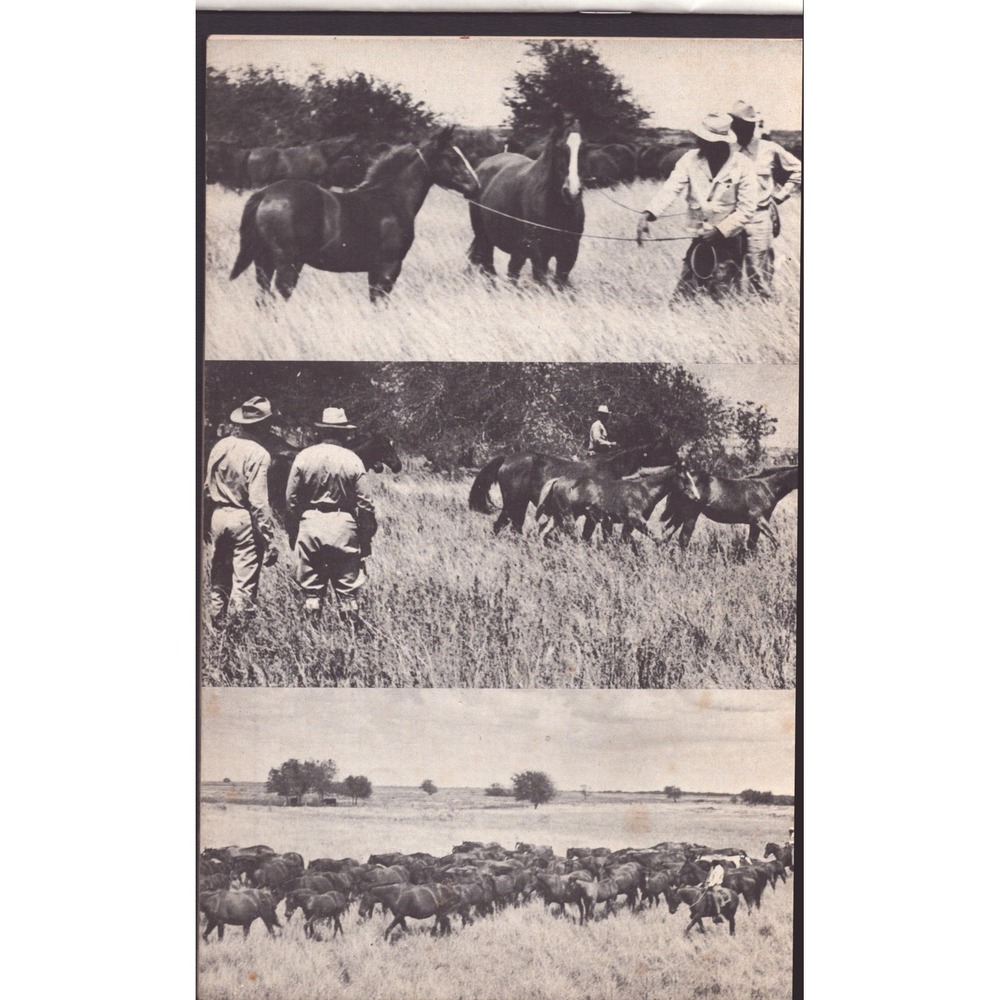 Vintage Training Riding Horses American Quarter Horse Association Booklet - Picture 2 of 4